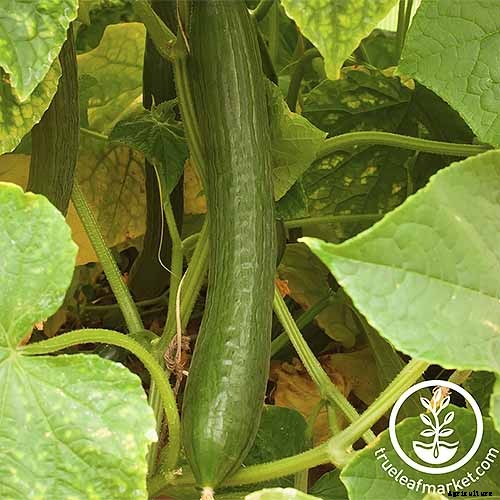 Top 33 Cucumber Varieties to Grow at Home