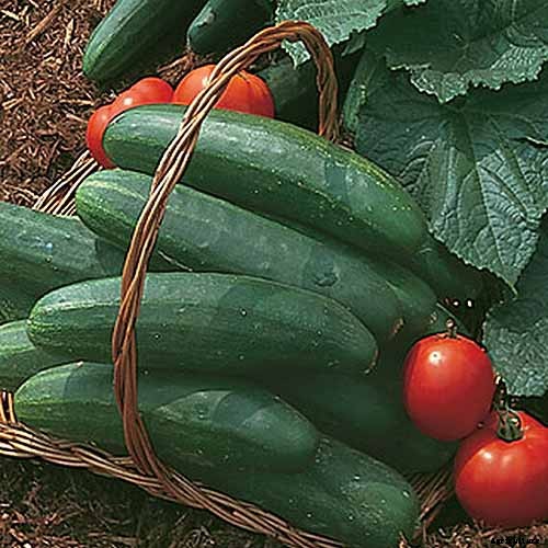 Top 33 Cucumber Varieties to Grow at Home