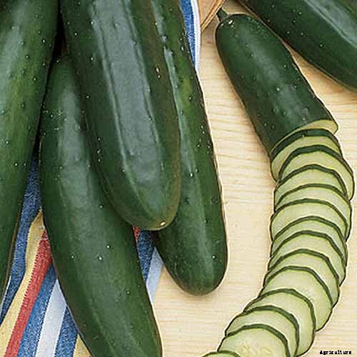 Top 33 Cucumber Varieties to Grow at Home