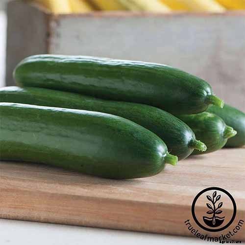 Top 33 Cucumber Varieties to Grow at Home