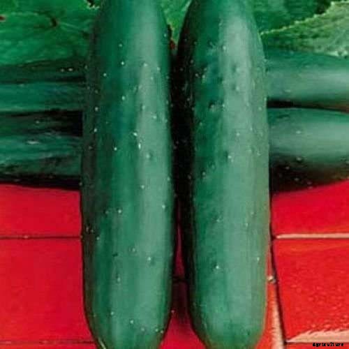 Top 33 Cucumber Varieties to Grow at Home