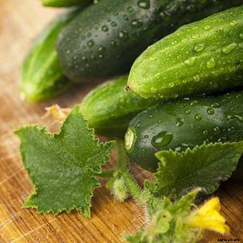 Top 33 Cucumber Varieties to Grow at Home
