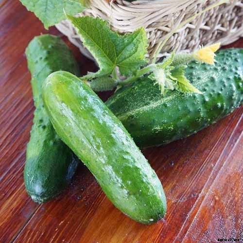 Top 33 Cucumber Varieties to Grow at Home