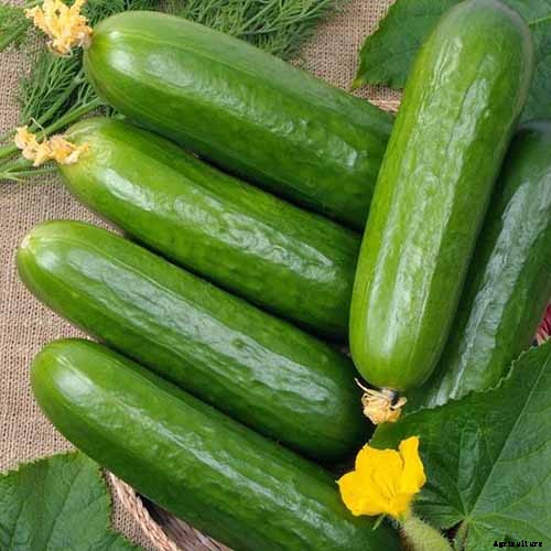 Top 33 Cucumber Varieties to Grow at Home