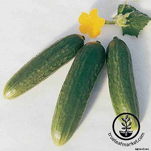 Top 33 Cucumber Varieties to Grow at Home