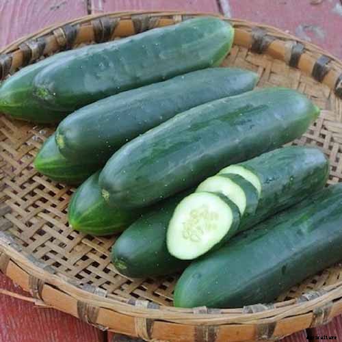 Top 33 Cucumber Varieties to Grow at Home