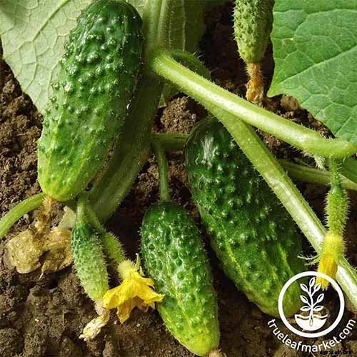 Top 33 Cucumber Varieties to Grow at Home