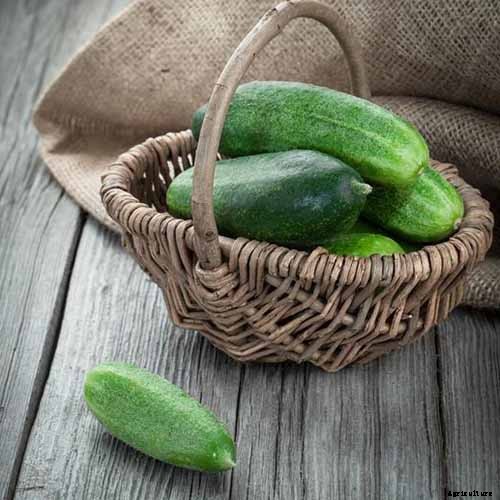 Top 33 Cucumber Varieties to Grow at Home
