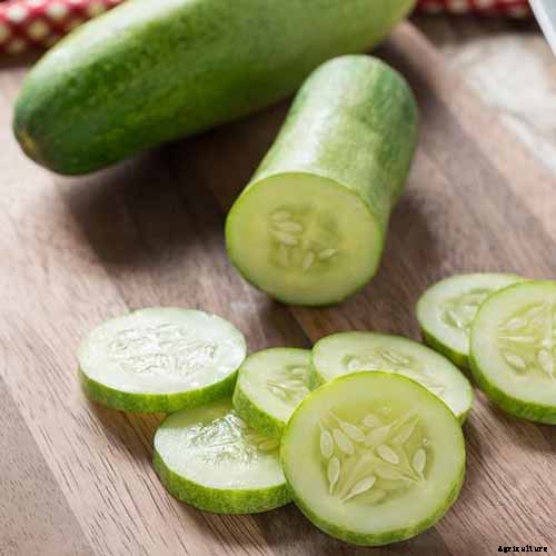 Top 33 Cucumber Varieties to Grow at Home