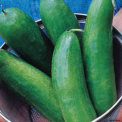 Top 33 Cucumber Varieties to Grow at Home