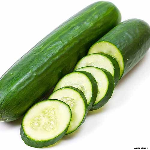 Top 33 Cucumber Varieties to Grow at Home