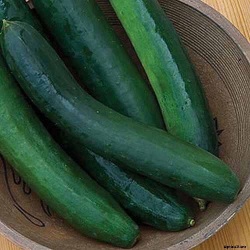 Top 33 Cucumber Varieties to Grow at Home