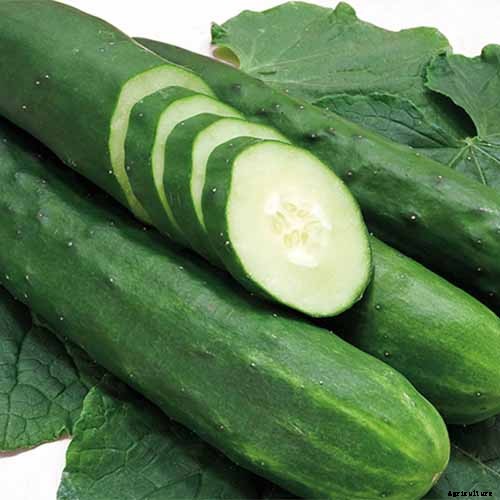 Top 33 Cucumber Varieties to Grow at Home