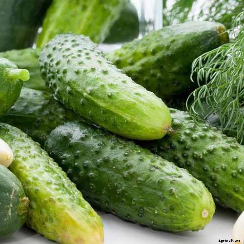 Top 33 Cucumber Varieties to Grow at Home