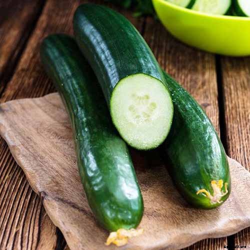 Top 33 Cucumber Varieties to Grow at Home