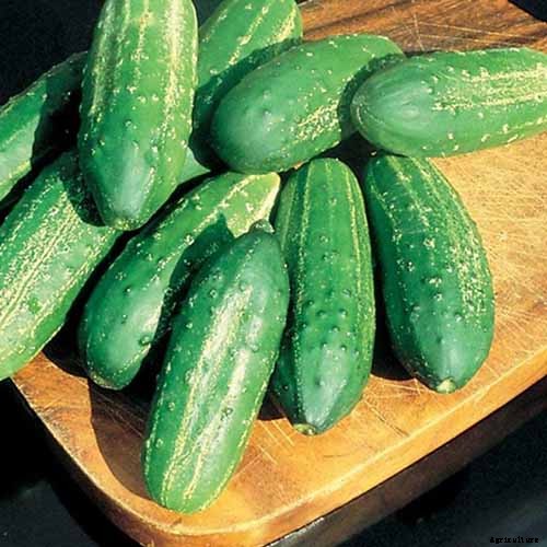 Top 33 Cucumber Varieties to Grow at Home