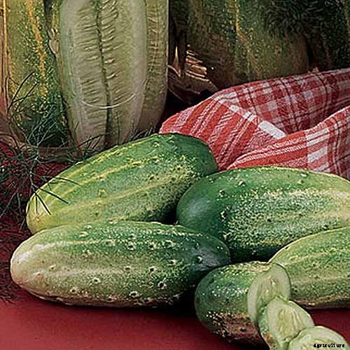 Top 33 Cucumber Varieties to Grow at Home