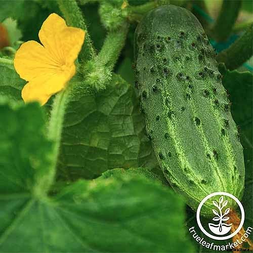 Top 33 Cucumber Varieties to Grow at Home