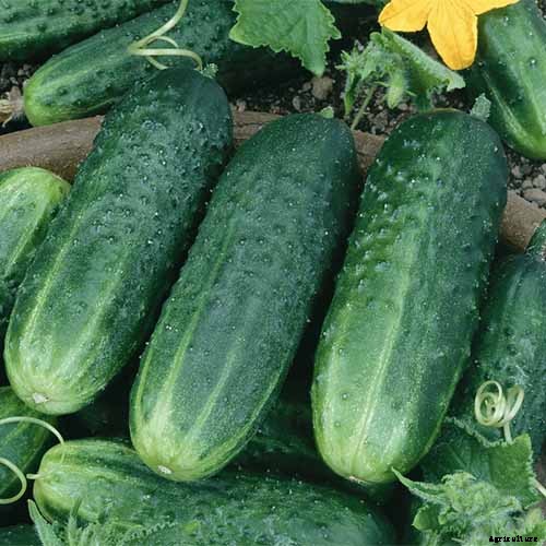 Top 33 Cucumber Varieties to Grow at Home