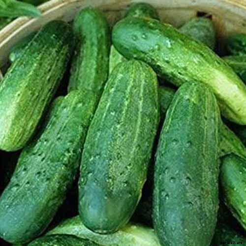 Top 33 Cucumber Varieties to Grow at Home