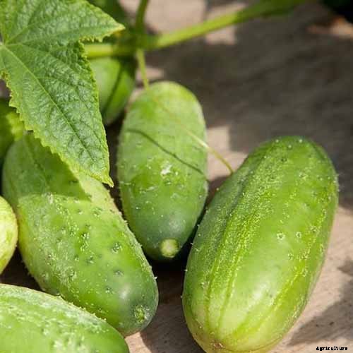 Top 33 Cucumber Varieties to Grow at Home