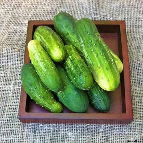 Top 33 Cucumber Varieties to Grow at Home
