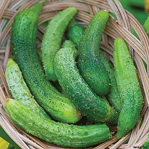 Top 33 Cucumber Varieties to Grow at Home