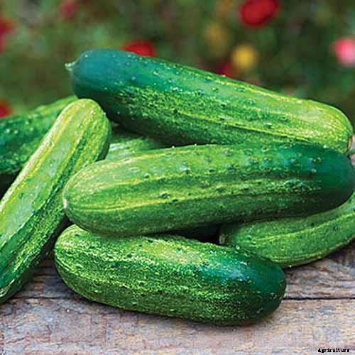 Top 33 Cucumber Varieties to Grow at Home