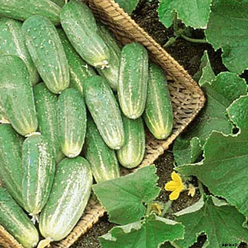 Top 33 Cucumber Varieties to Grow at Home