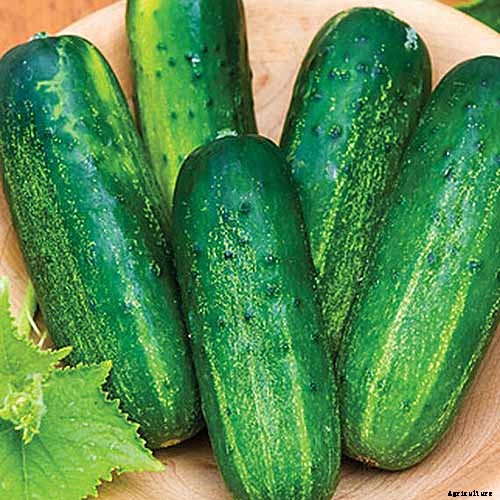 Top 33 Cucumber Varieties to Grow at Home