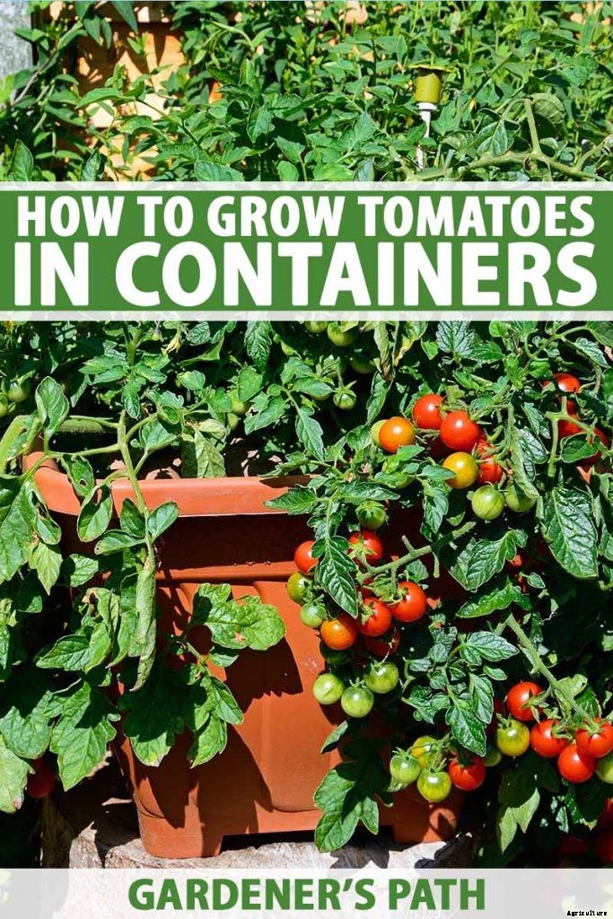 How to Grow Tomatoes in Containers