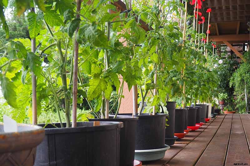 How to Grow Tomatoes in Containers