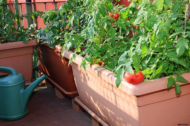 How to Grow Tomatoes in Containers
