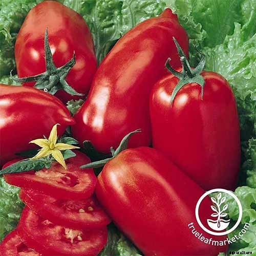 How to Grow Tomatoes in Containers