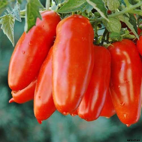 How to Grow Tomatoes in Containers