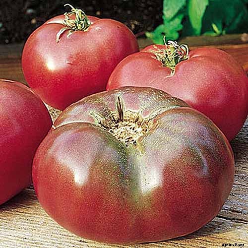 How to Grow Tomatoes in Containers