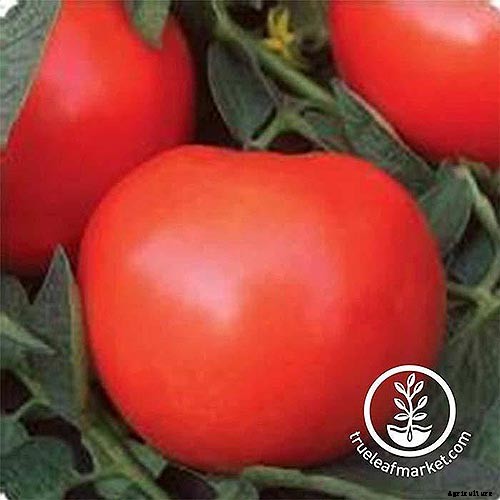 How to Grow Tomatoes in Containers