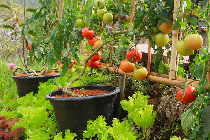 How to Grow Tomatoes in Containers