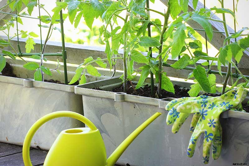 How to Grow Tomatoes in Containers
