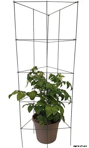 How to Grow Tomatoes in Containers