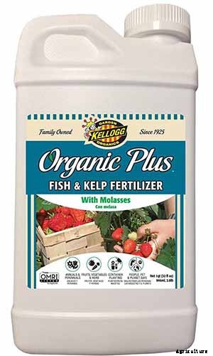 How to Grow Tomatoes in Containers