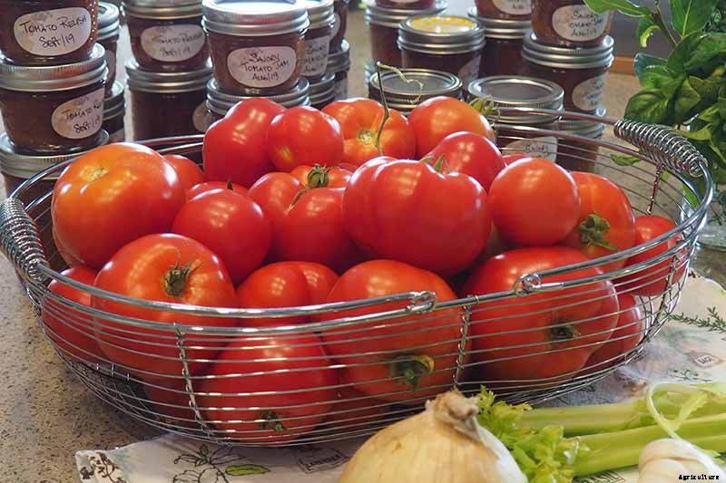 How to Grow Tomatoes in Containers