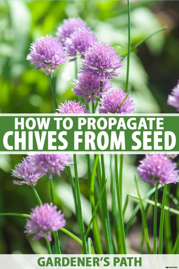 How to Grow Chives from Seed