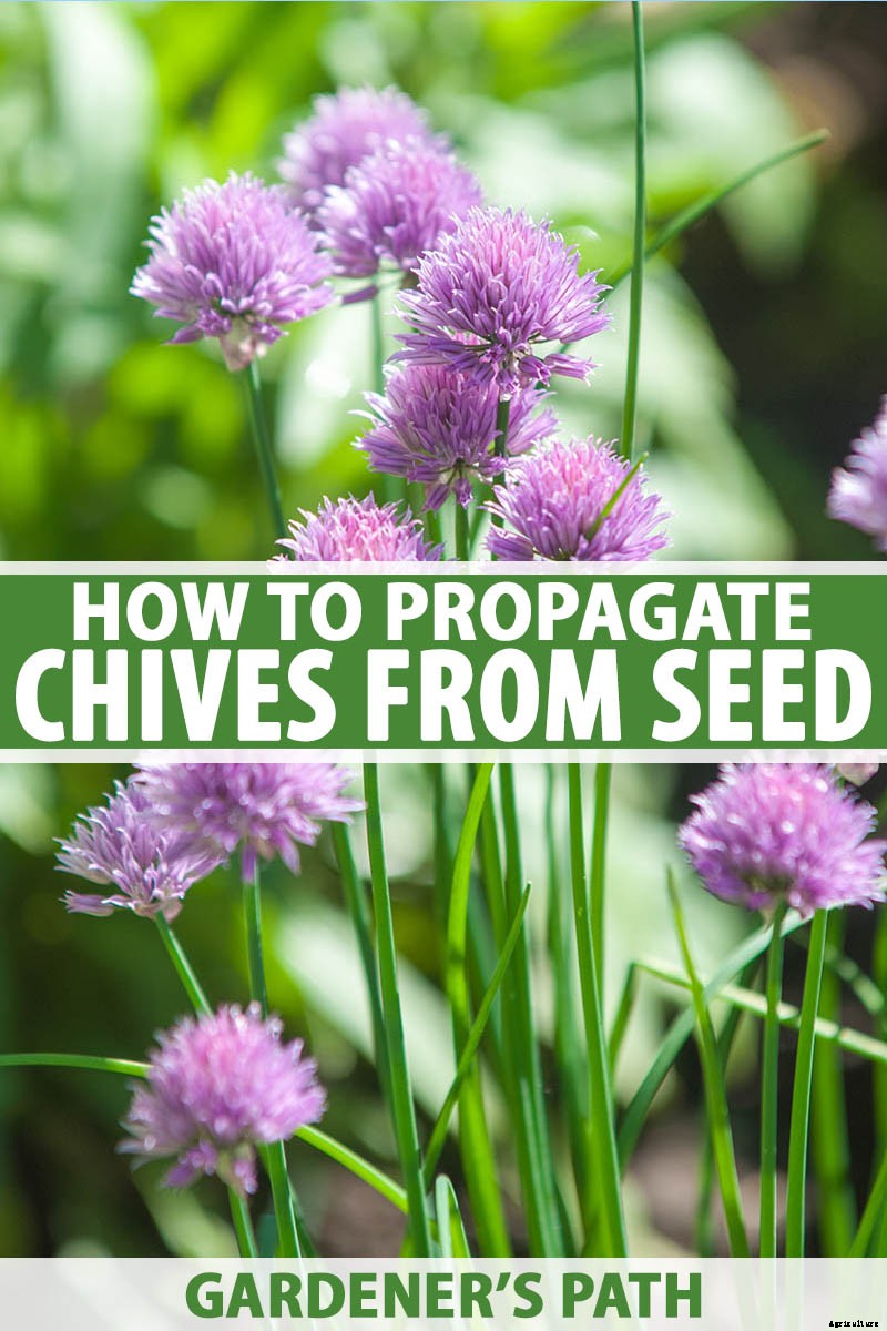 How to Grow Chives from Seed