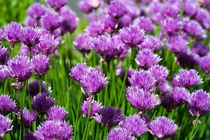 How to Grow Chives from Seed