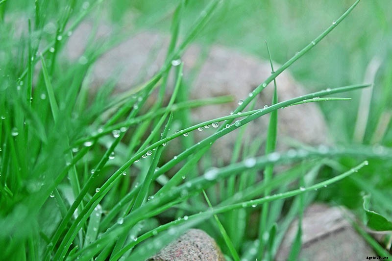 How to Grow Chives from Seed