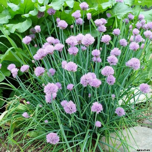 How to Grow Chives from Seed