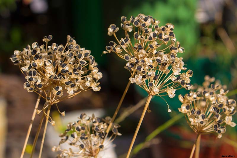 How to Grow Chives from Seed