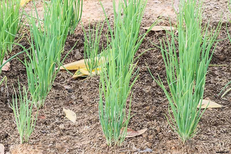 How to Grow Chives from Seed