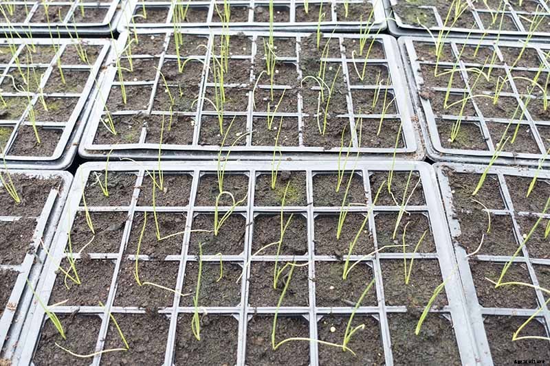 How to Grow Chives from Seed